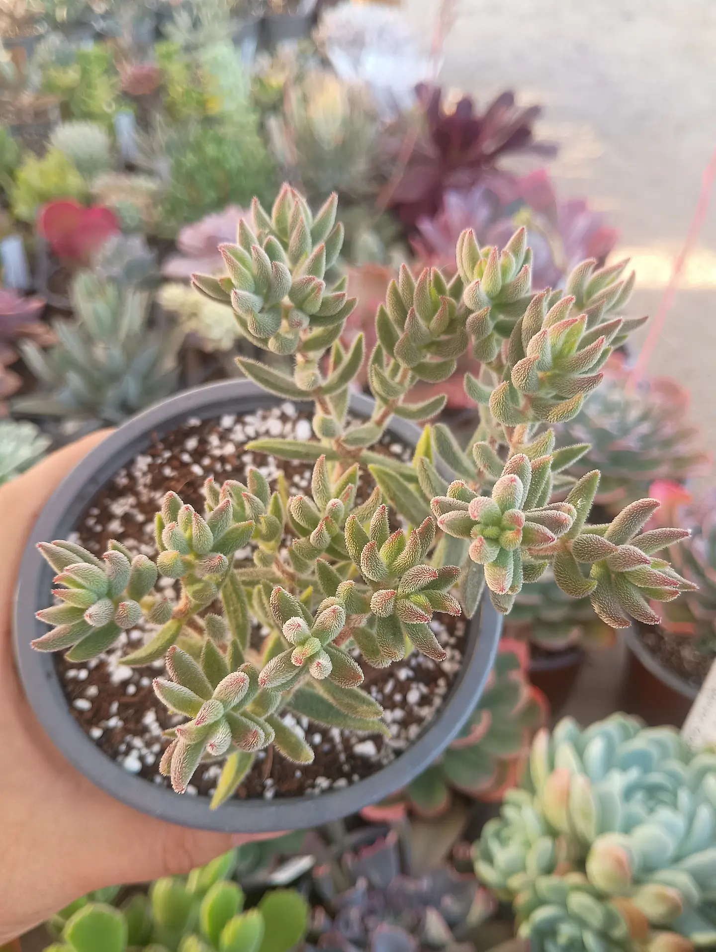 Crassula Mesembrianthemoides 2