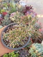 Crassula Mesembrianthemoides - Miniatura 2