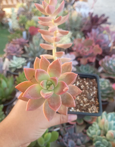 Graptopetalum California Sunset