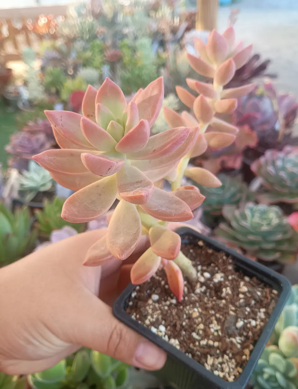 Graptopetalum California Sunset 2