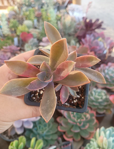 Graptoveria Fred Ives 