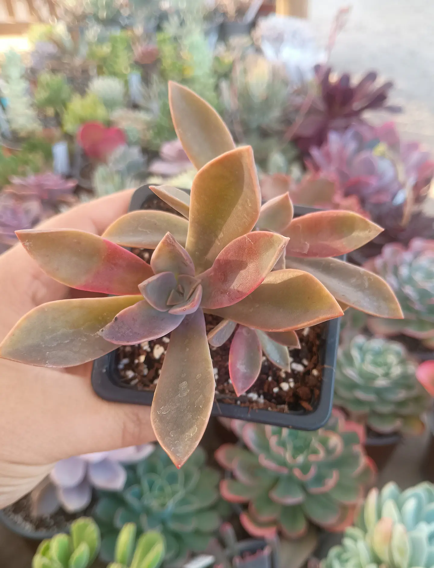 Graptoveria Fred Ives  1