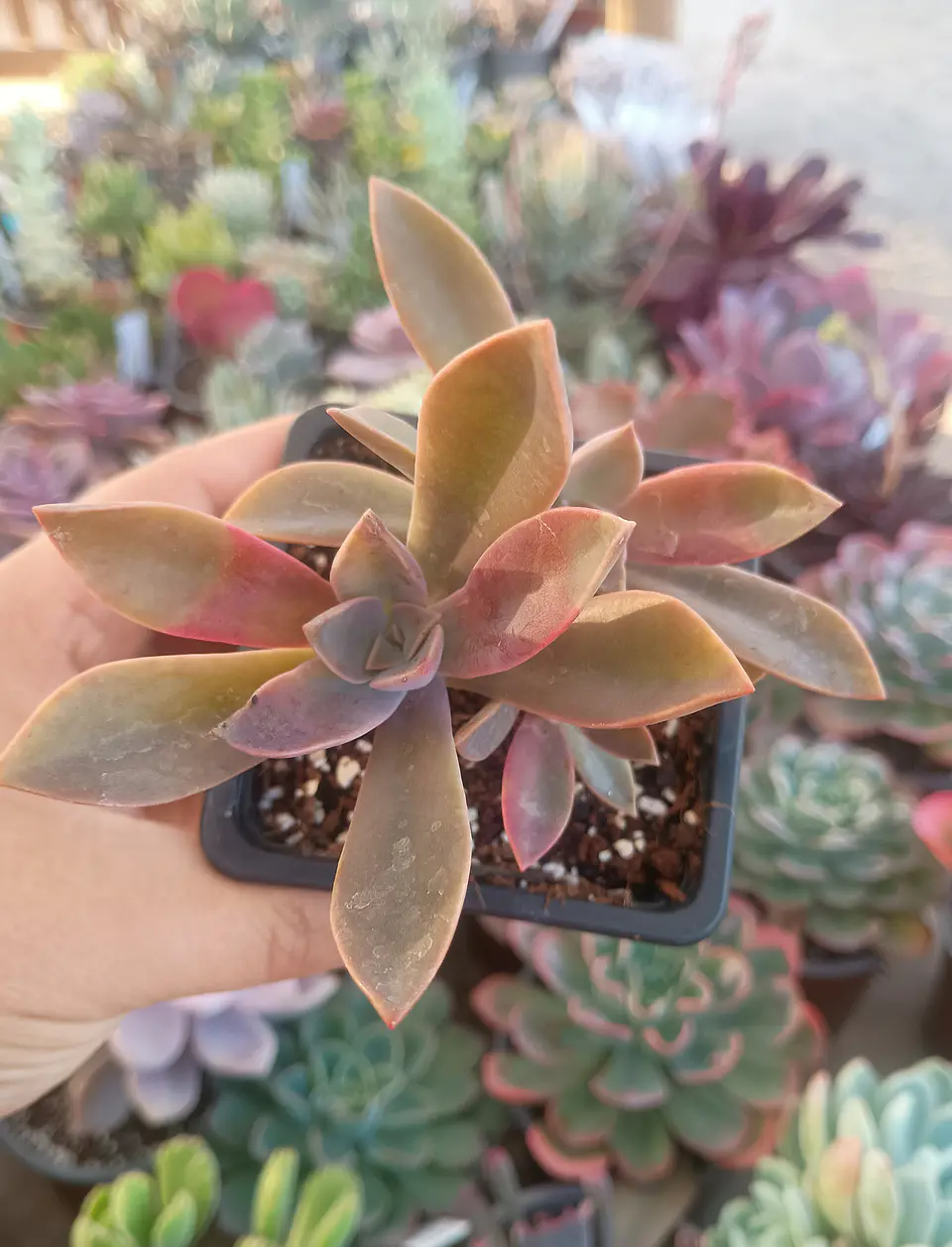 Graptoveria Fred Ives  1