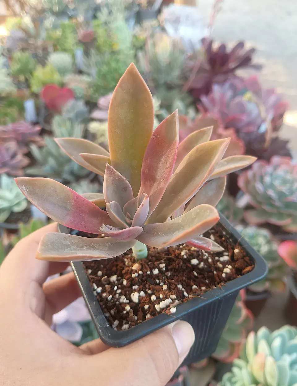 Graptoveria Fred Ives  2
