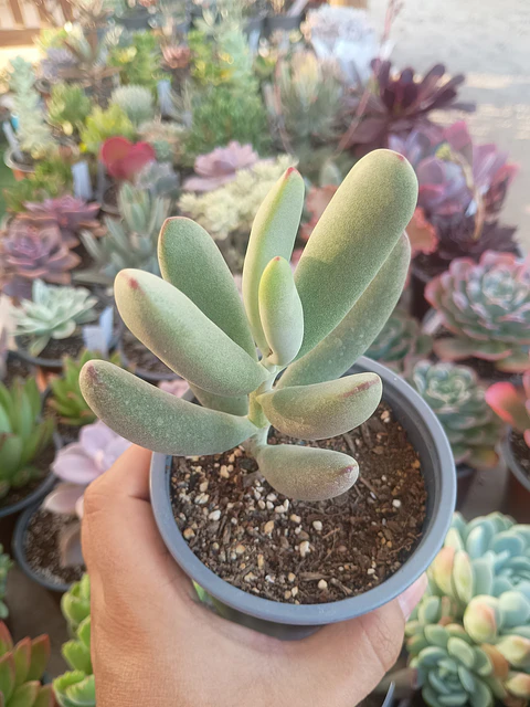 Cotyedon Orbiculata