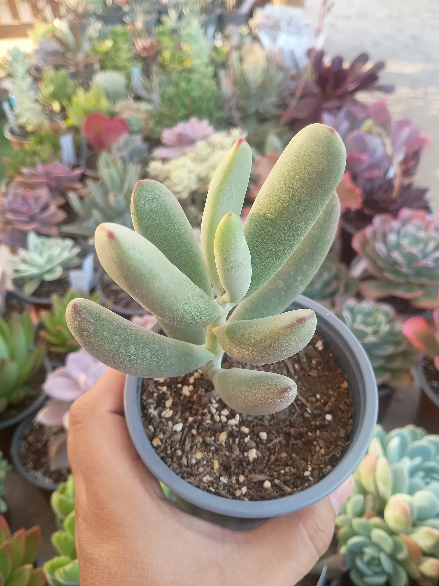 Cotyedon Orbiculata 1