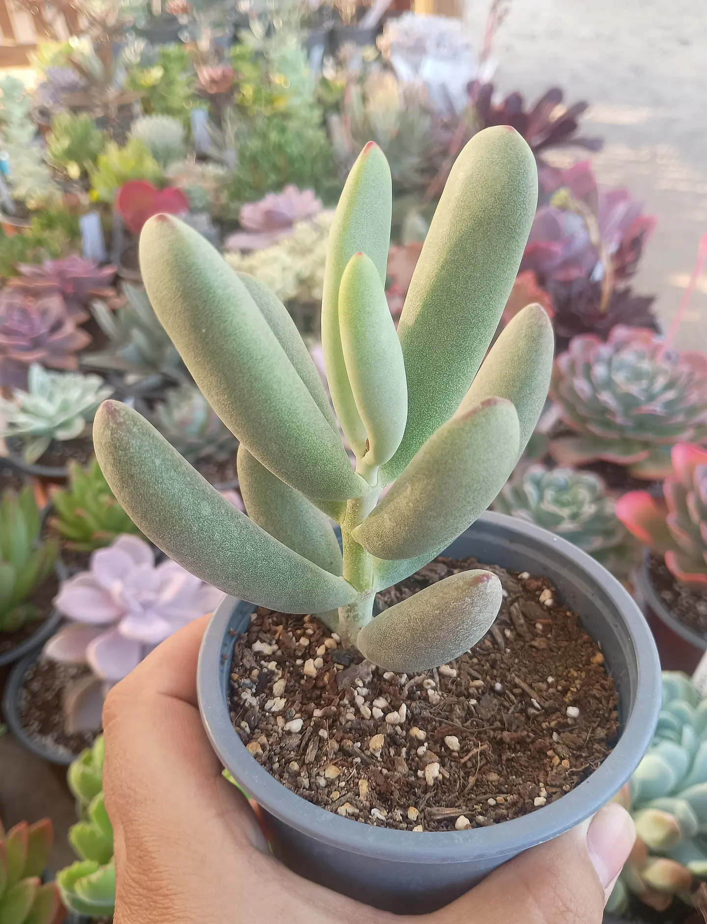 Cotyedon Orbiculata 2