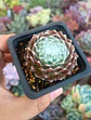 Serpenvivum Arachonoideum - Miniatura 1