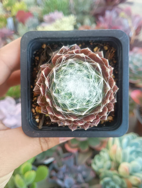 Serpenvivum Arachonoideum