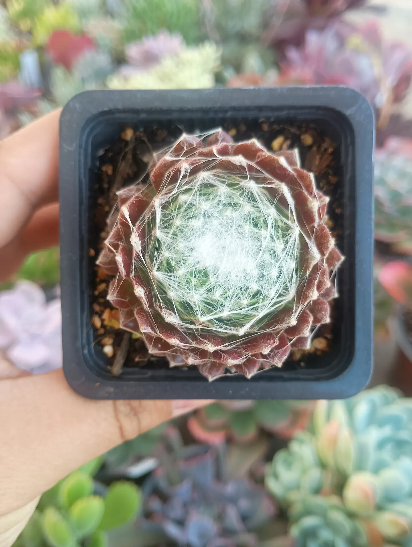 Serpenvivum Arachonoideum 2