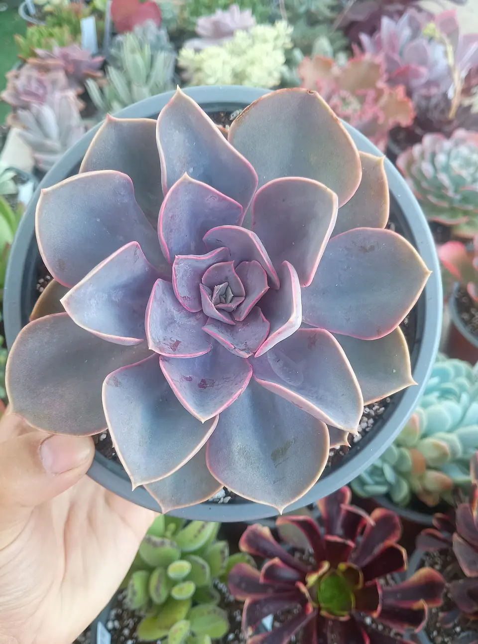 Echeveria Perle von Numberg 1