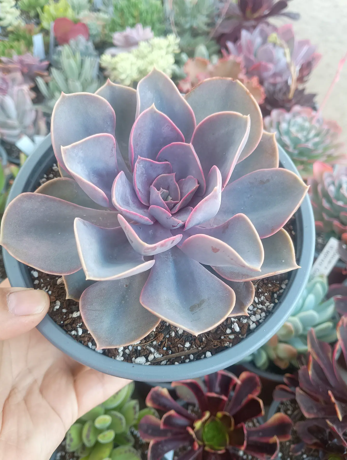 Echeveria Perle von Numberg 2