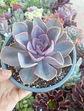 Echeveria Perle von Numberg - Miniatura 2