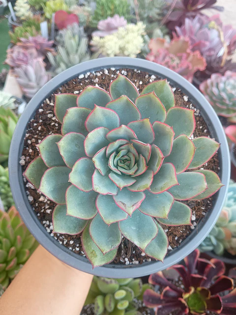 Echeveria Pulidonis