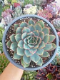 Echeveria Pulidonis - Miniatura 1