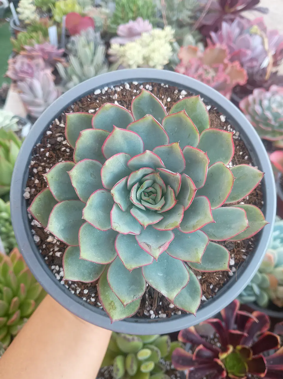 Echeveria Pulidonis 1