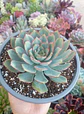 Echeveria Pulidonis - Miniatura 2