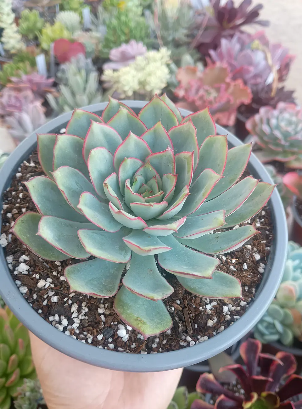 Echeveria Pulidonis 2