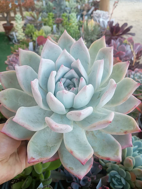 Echeveria Colorata Tapalpa