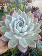 Echeveria Colorata Tapalpa - Miniatura 1