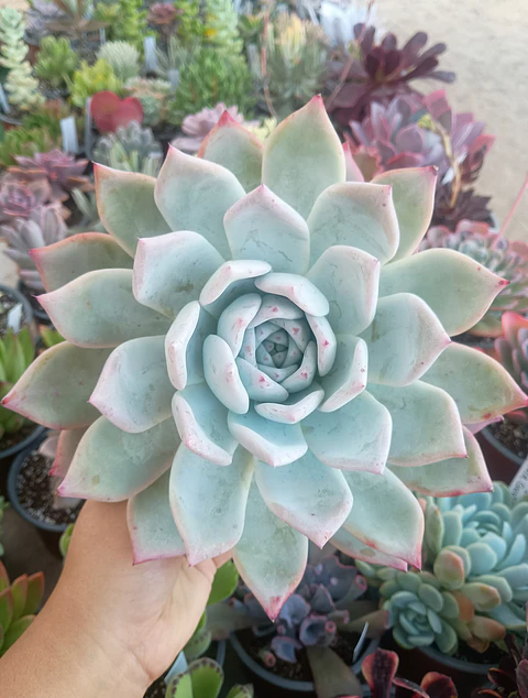 Echeveria Colorata Tapalpa