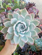 Echeveria Colorata Tapalpa - Miniatura 2