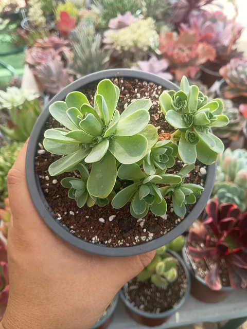 Greenovia