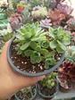 Greenovia - Miniatura 2