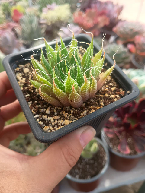 Aloe Aristata