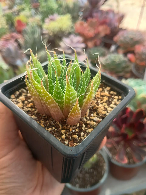 Aloe Aristata