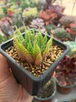 Aloe Aristata - Miniatura 2