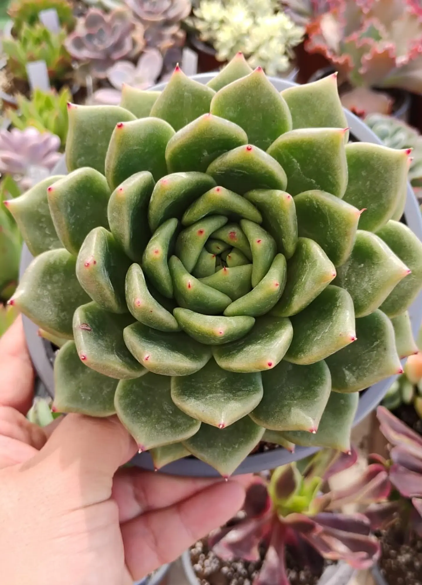 Echeveria agavoides Dark green 1
