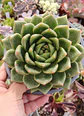 Echeveria agavoides Dark green - Miniatura 1
