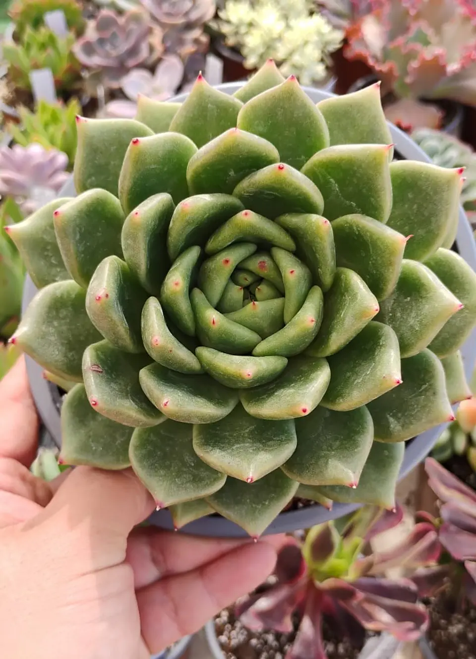 Echeveria agavoides Dark green 1