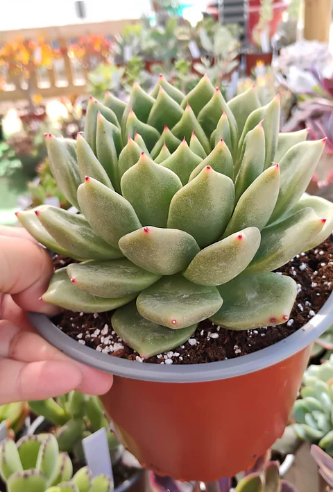 Echeveria agavoides Dark green