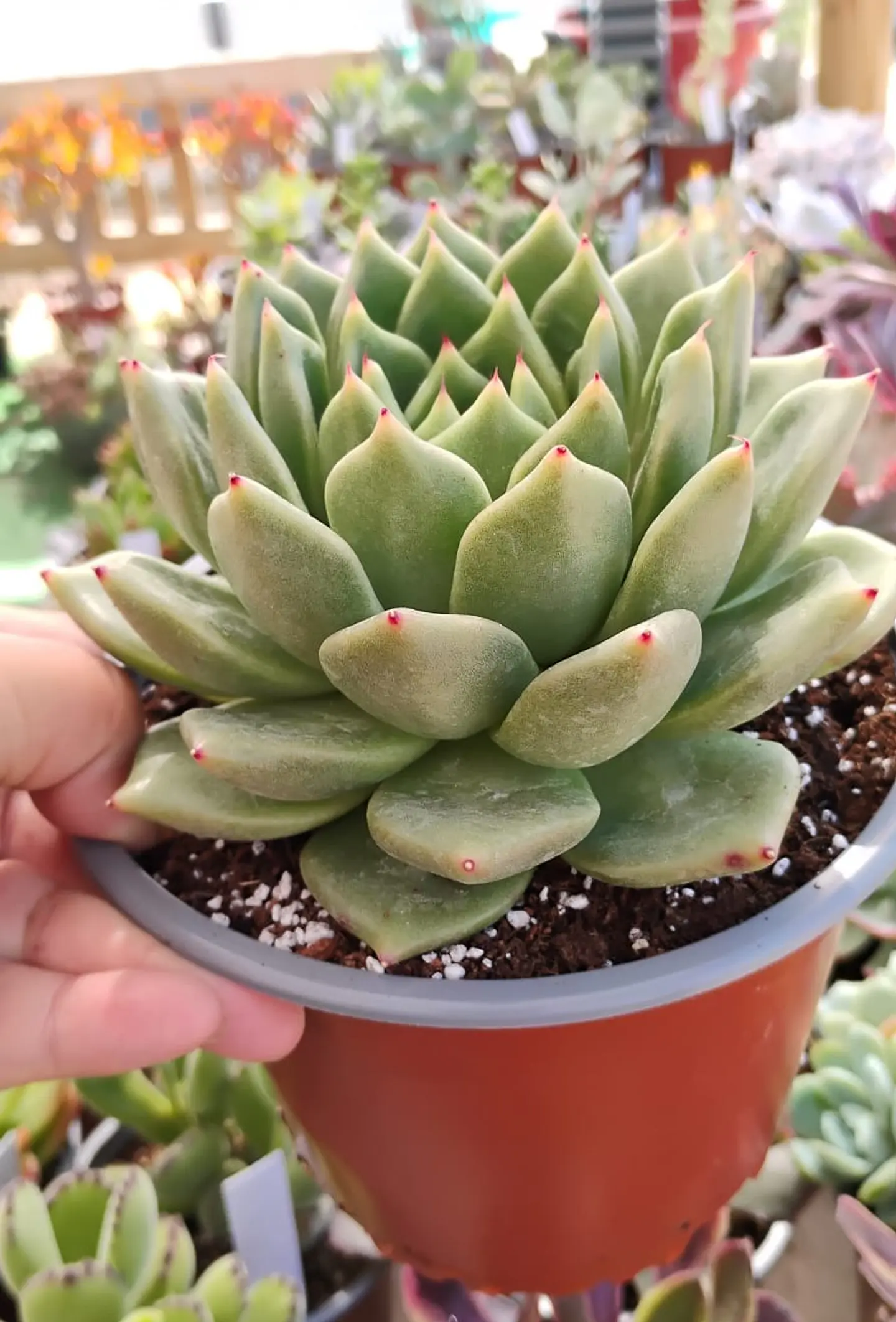 Echeveria agavoides Dark green 2