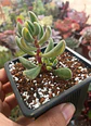 Crassula Rogersii Variegada - Miniatura 1