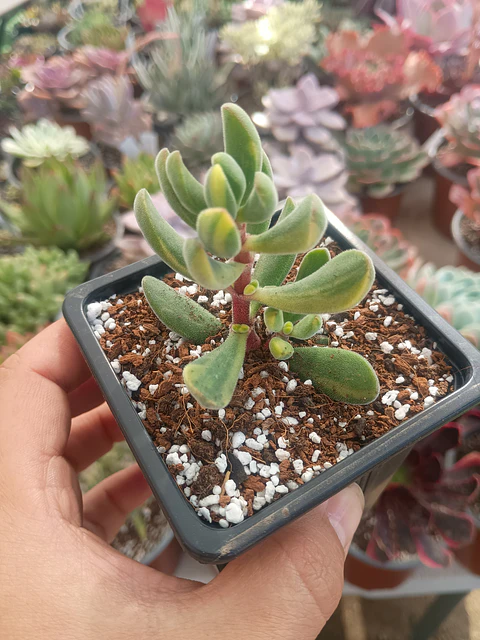 Crassula Rogersii Variegada