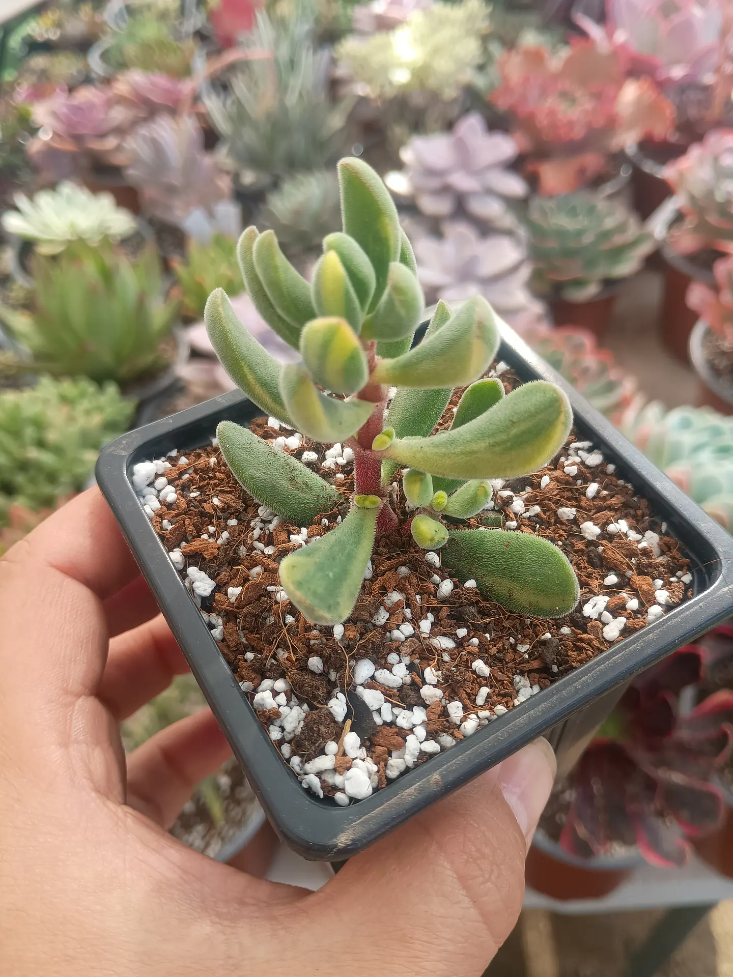Crassula Rogersii Variegada 2