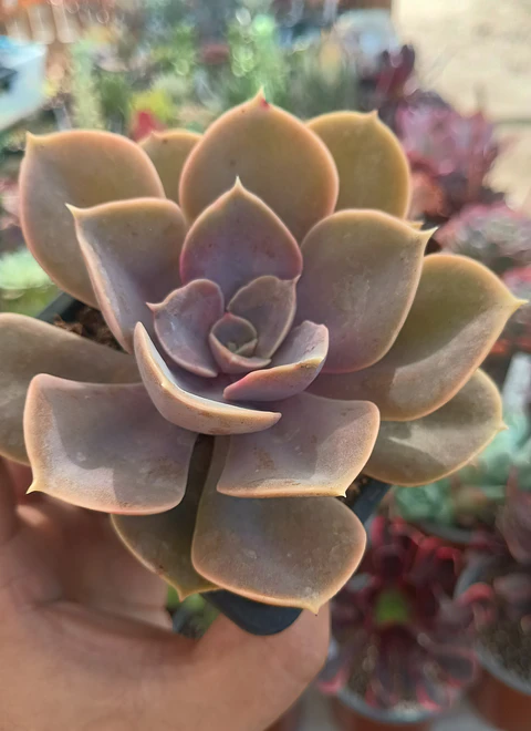 Echeveria Perle Von nurnberg