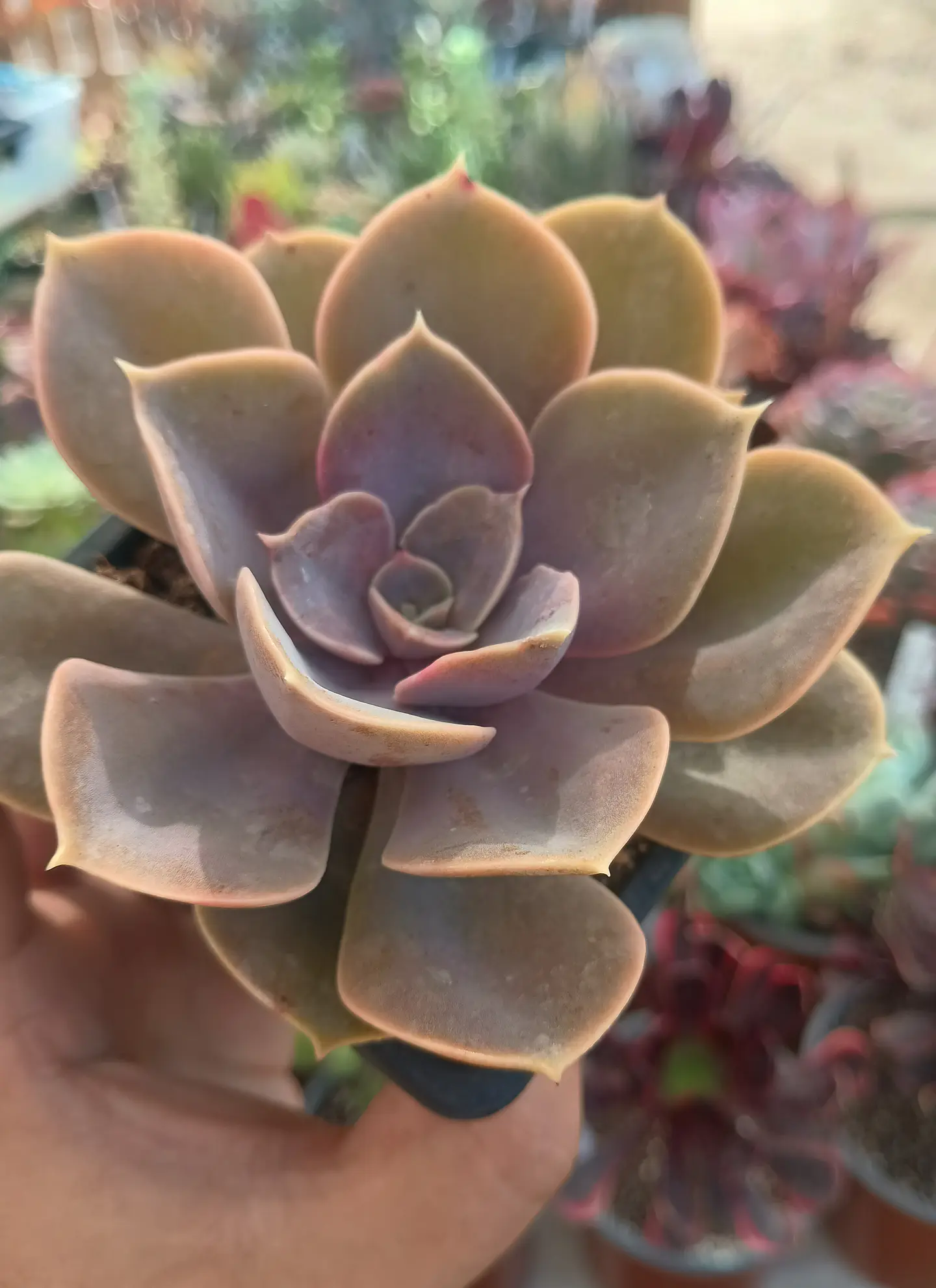 Echeveria Perle Von nurnberg 1