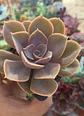Echeveria Perle Von nurnberg - Miniatura 1