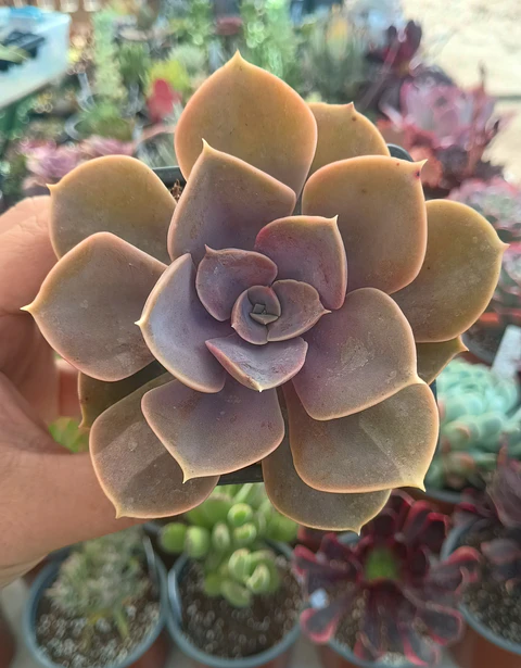 Echeveria Perle Von nurnberg