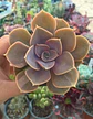 Echeveria Perle Von nurnberg - Miniatura 2