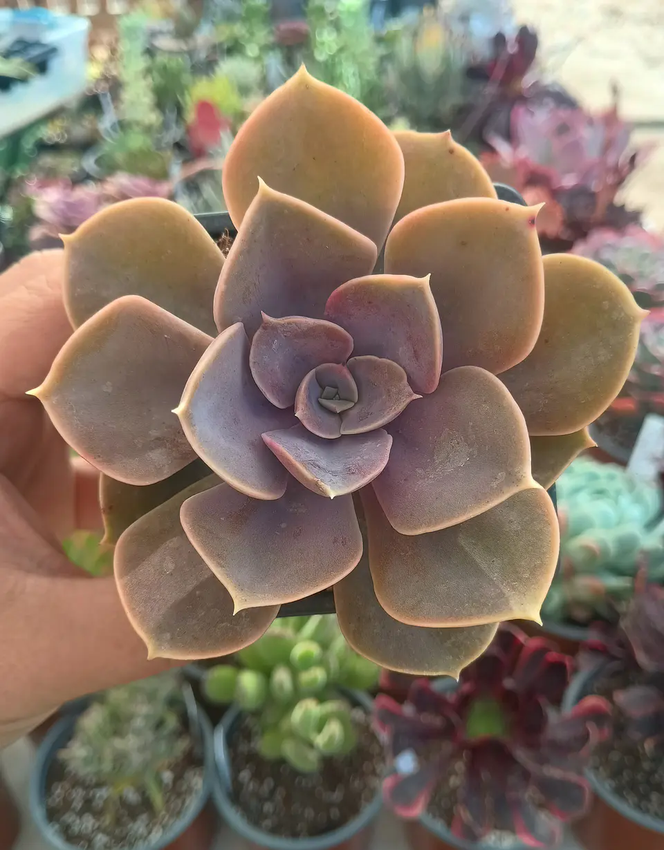 Echeveria Perle Von nurnberg 2