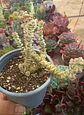 Crassula Marneriana Variegada - Miniatura 1