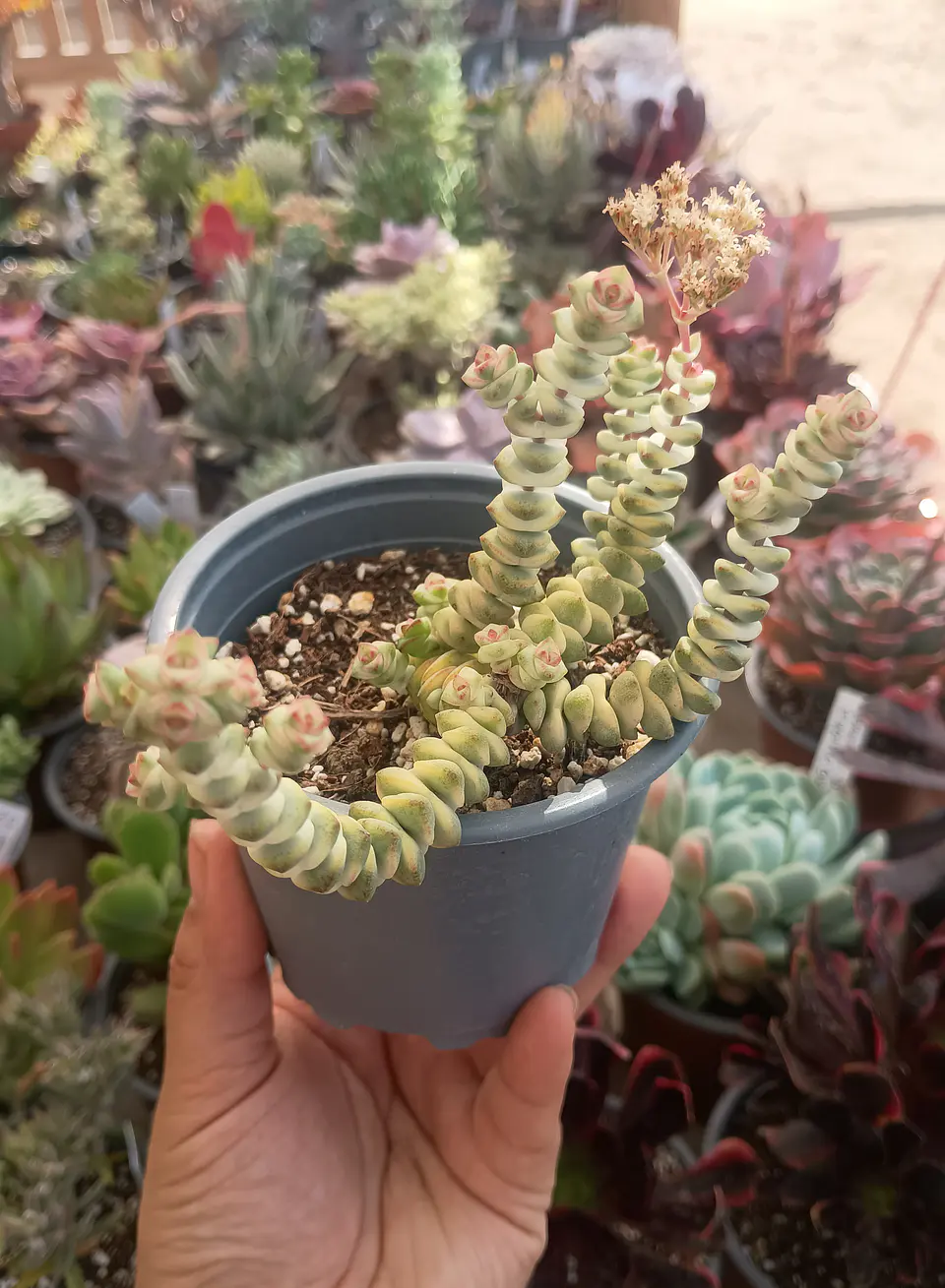 Crassula Marneriana Variegada 2