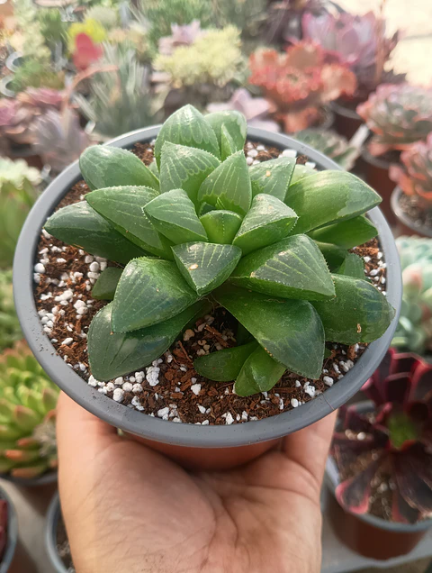 Haworthia Retusa