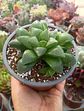 Haworthia Retusa - Miniatura 1