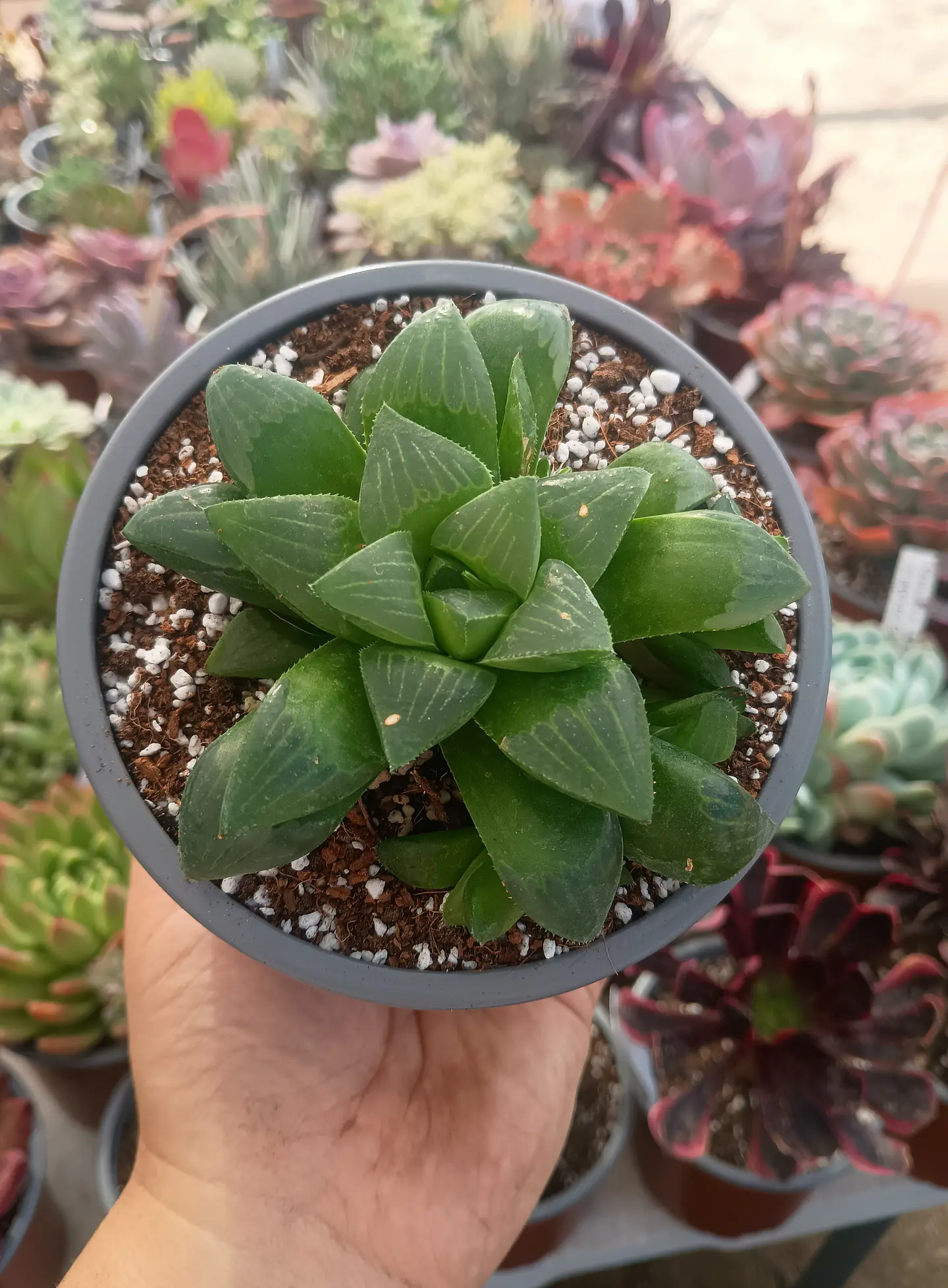 Haworthia Retusa 2